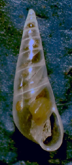 Eulimidae da identificare